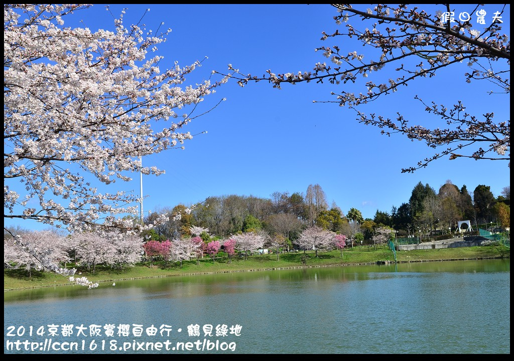 【日本旅遊】京都大阪賞櫻自由行．花博紀念公園鶴見綠地．終於賞到滿開的吉野櫻 @假日農夫愛趴趴照