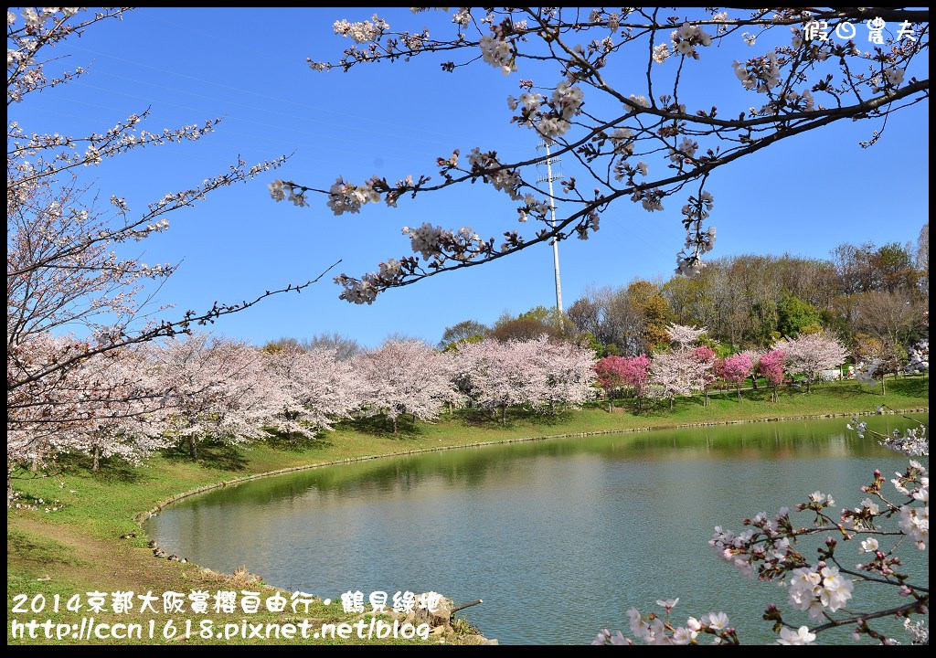 【日本旅遊】京都大阪賞櫻自由行．花博紀念公園鶴見綠地．終於賞到滿開的吉野櫻 @假日農夫愛趴趴照