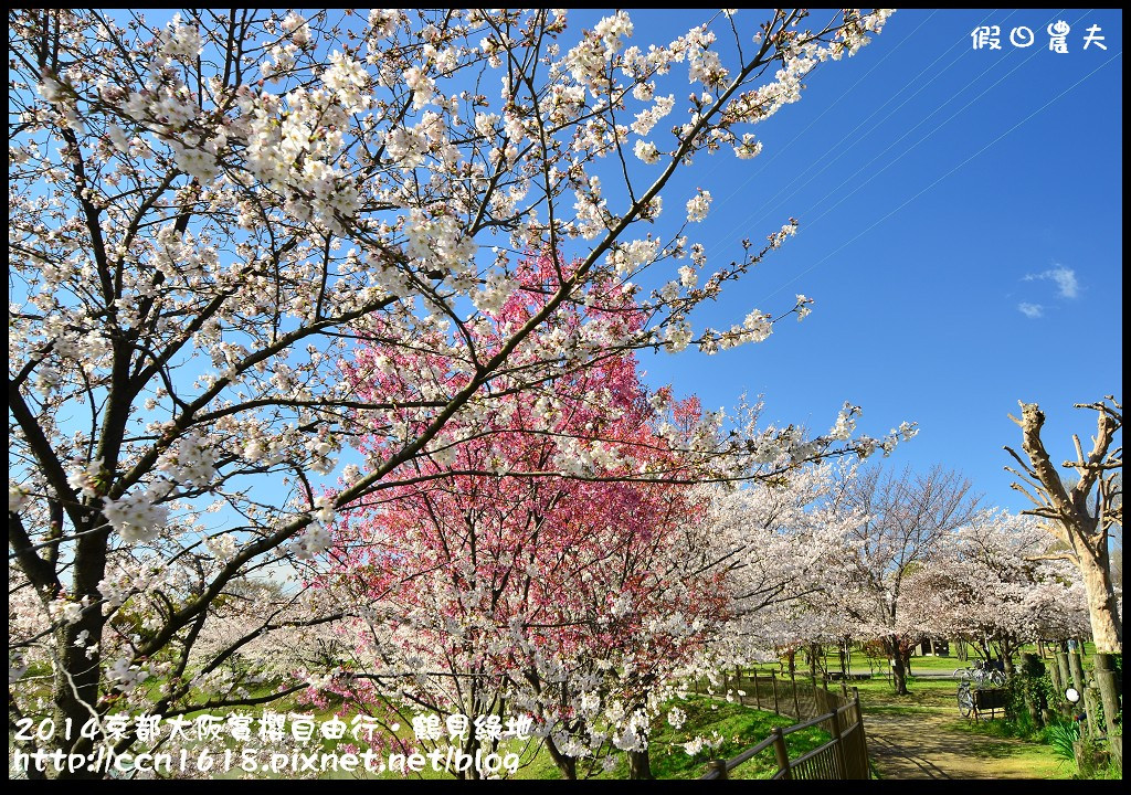 【日本旅遊】京都大阪賞櫻自由行．花博紀念公園鶴見綠地．終於賞到滿開的吉野櫻 @假日農夫愛趴趴照