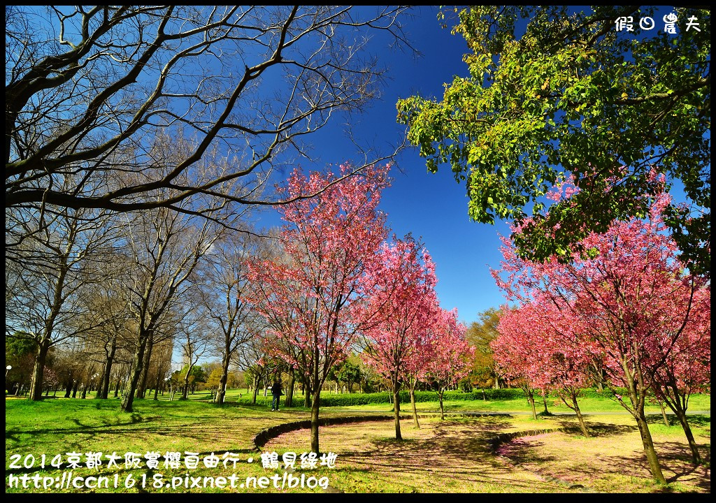 【日本旅遊】京都大阪賞櫻自由行．花博紀念公園鶴見綠地．終於賞到滿開的吉野櫻 @假日農夫愛趴趴照