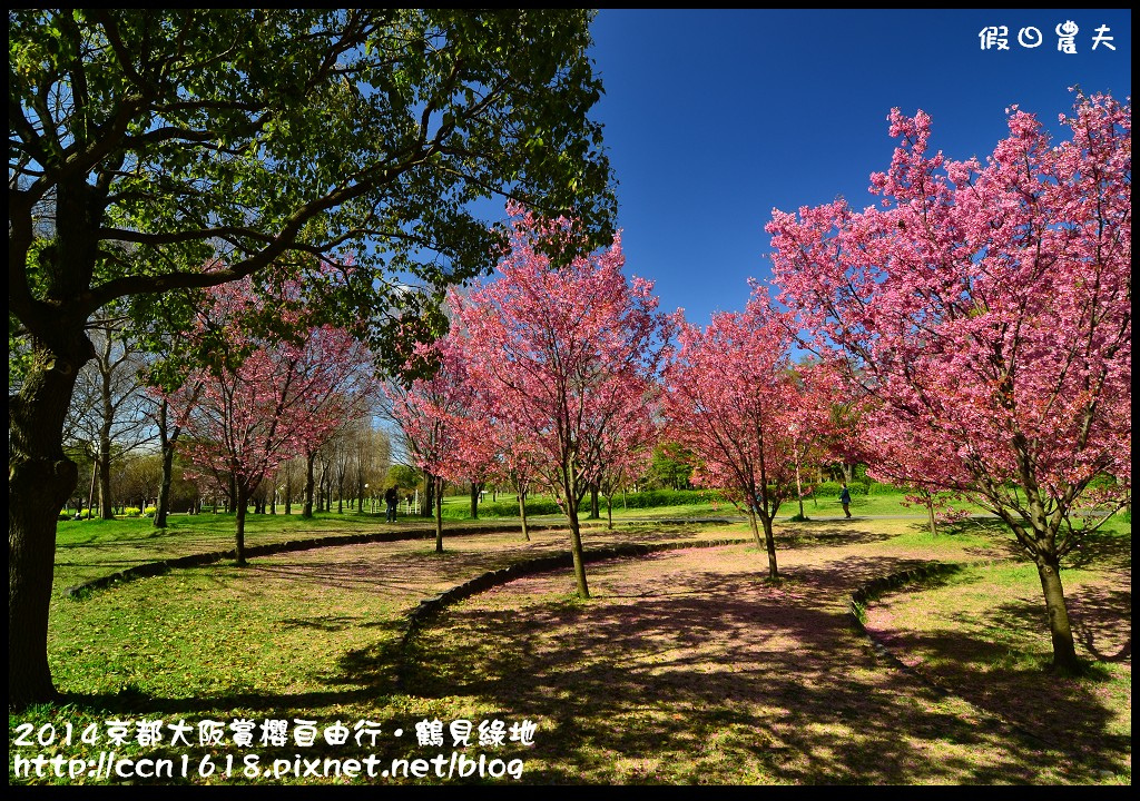 【日本旅遊】京都大阪賞櫻自由行．花博紀念公園鶴見綠地．終於賞到滿開的吉野櫻 @假日農夫愛趴趴照