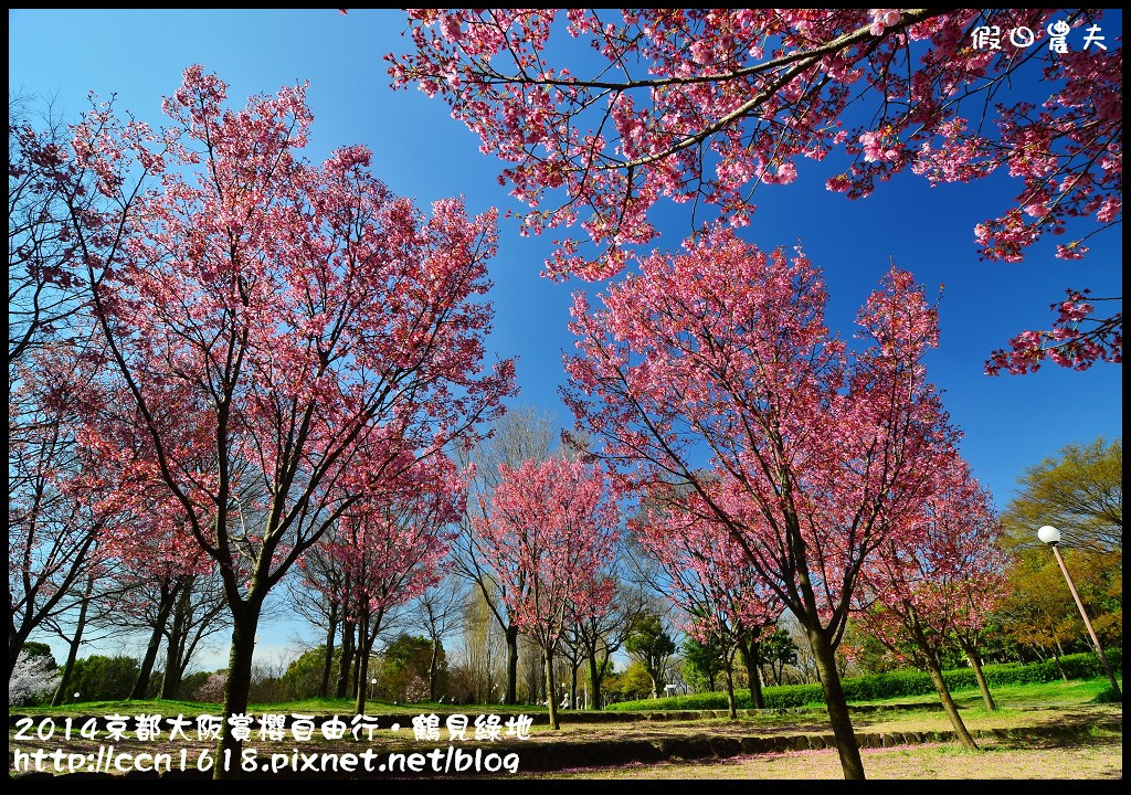 【日本旅遊】京都大阪賞櫻自由行．花博紀念公園鶴見綠地．終於賞到滿開的吉野櫻 @假日農夫愛趴趴照