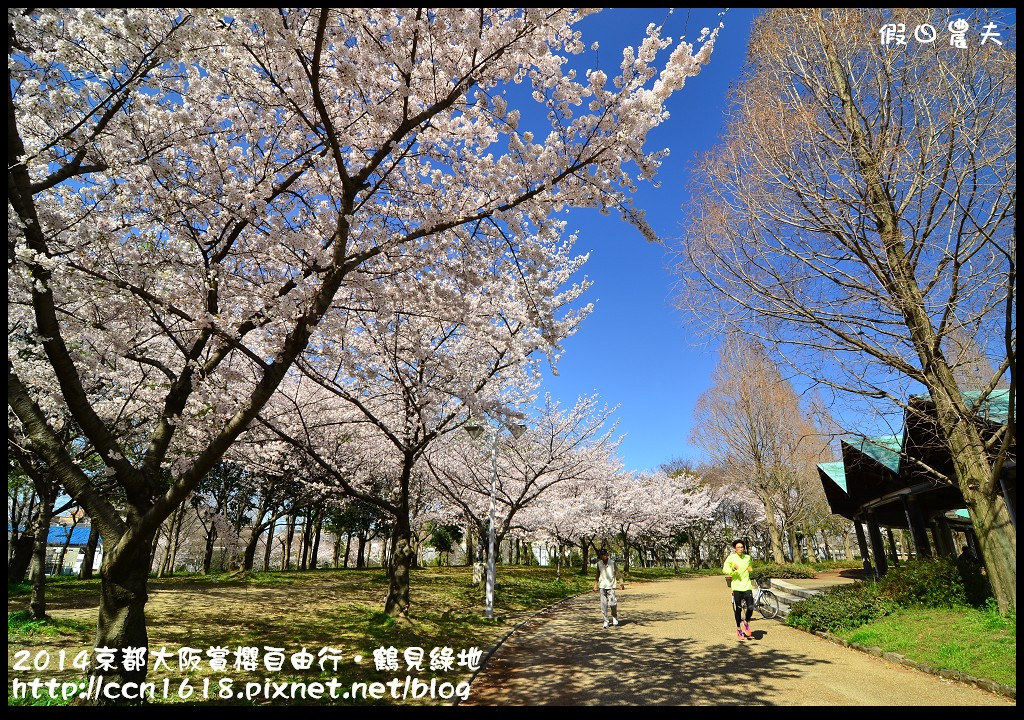 【日本旅遊】京都大阪賞櫻自由行．花博紀念公園鶴見綠地．終於賞到滿開的吉野櫻 @假日農夫愛趴趴照