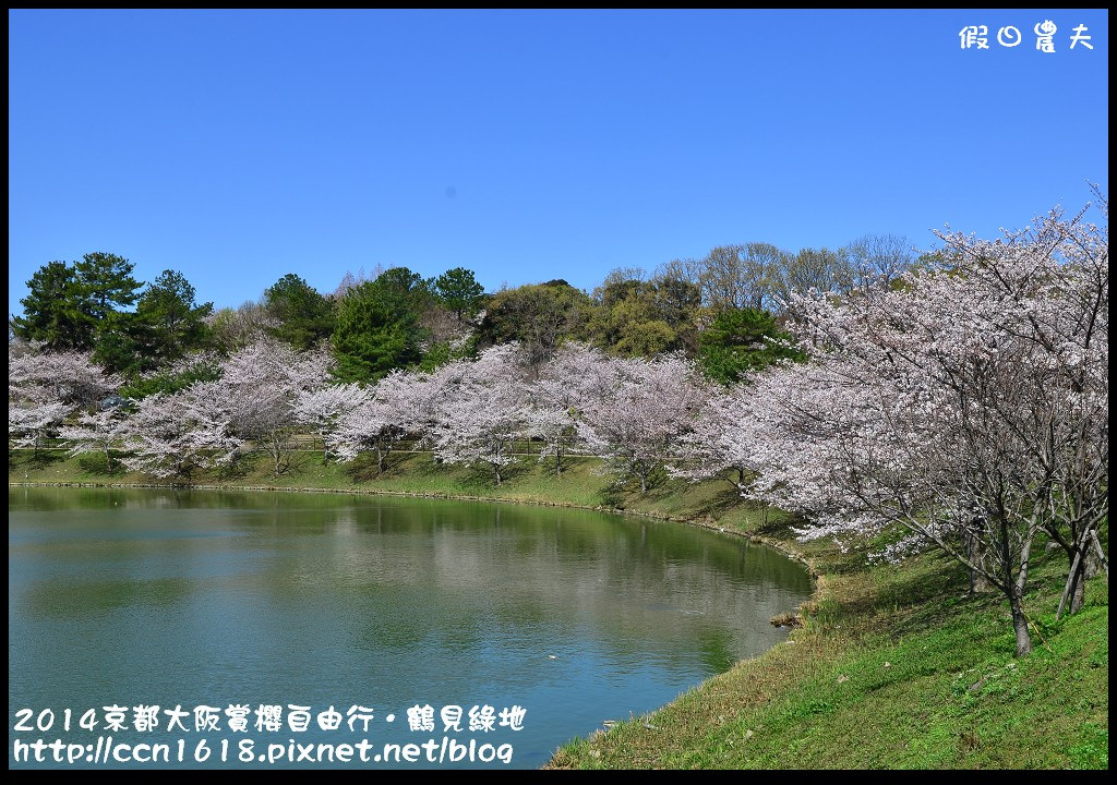 【日本旅遊】京都大阪賞櫻自由行．花博紀念公園鶴見綠地．終於賞到滿開的吉野櫻 @假日農夫愛趴趴照