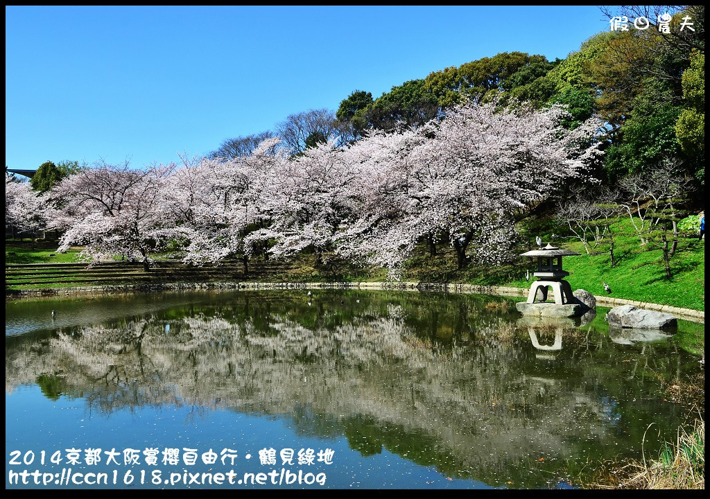 【日本旅遊】京都大阪賞櫻自由行．花博紀念公園鶴見綠地．終於賞到滿開的吉野櫻 @假日農夫愛趴趴照