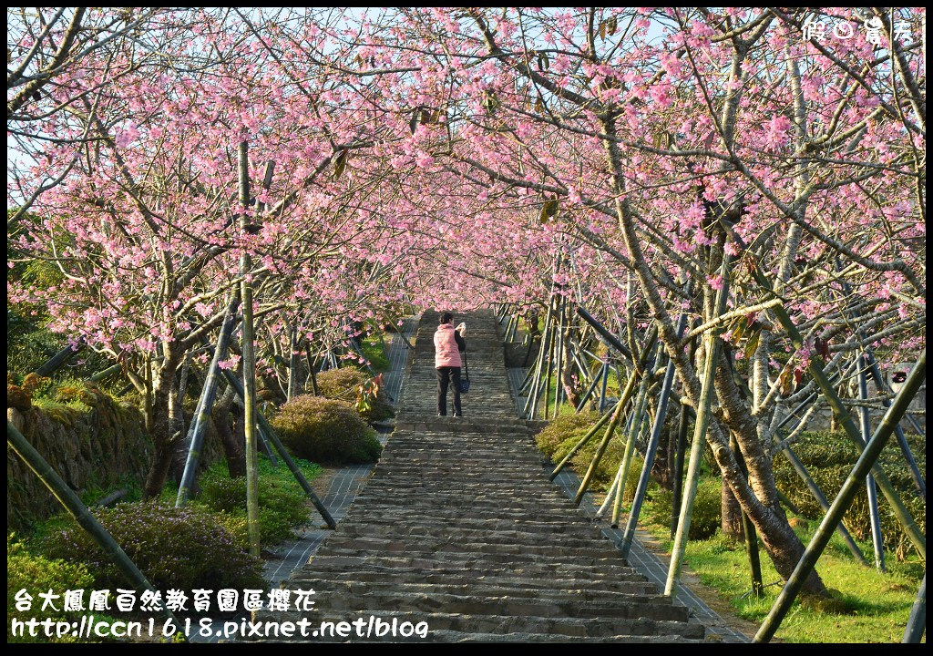 【農夫愛賞花】春節哪裡去‧台大鳳凰自然教育園區賞櫻花隧道 @假日農夫愛趴趴照