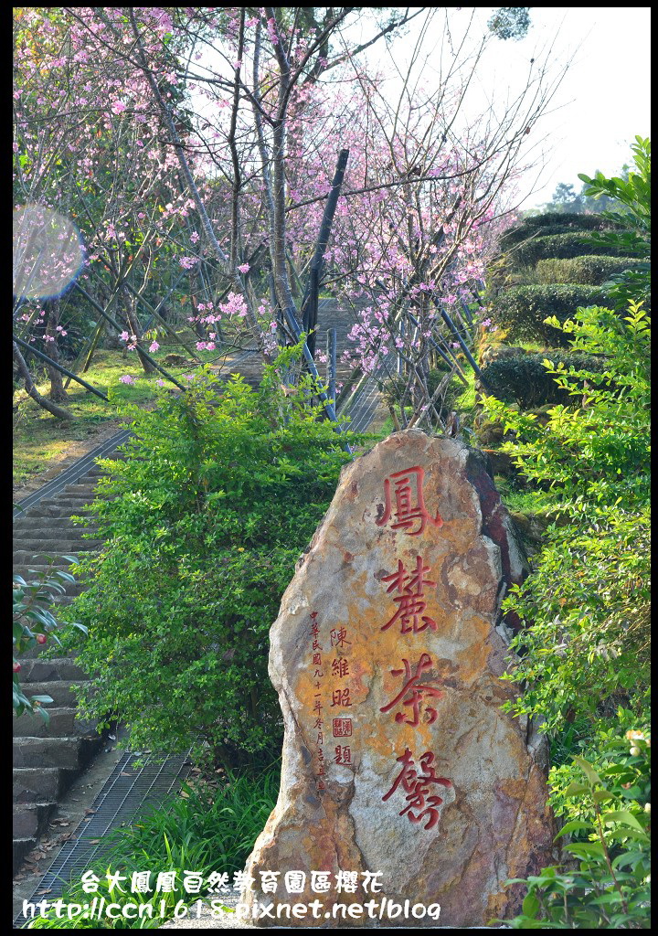 【農夫愛賞花】春節哪裡去‧台大鳳凰自然教育園區賞櫻花隧道 @假日農夫愛趴趴照