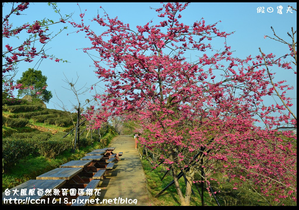 【農夫愛賞花】春節哪裡去‧台大鳳凰自然教育園區賞櫻花隧道 @假日農夫愛趴趴照