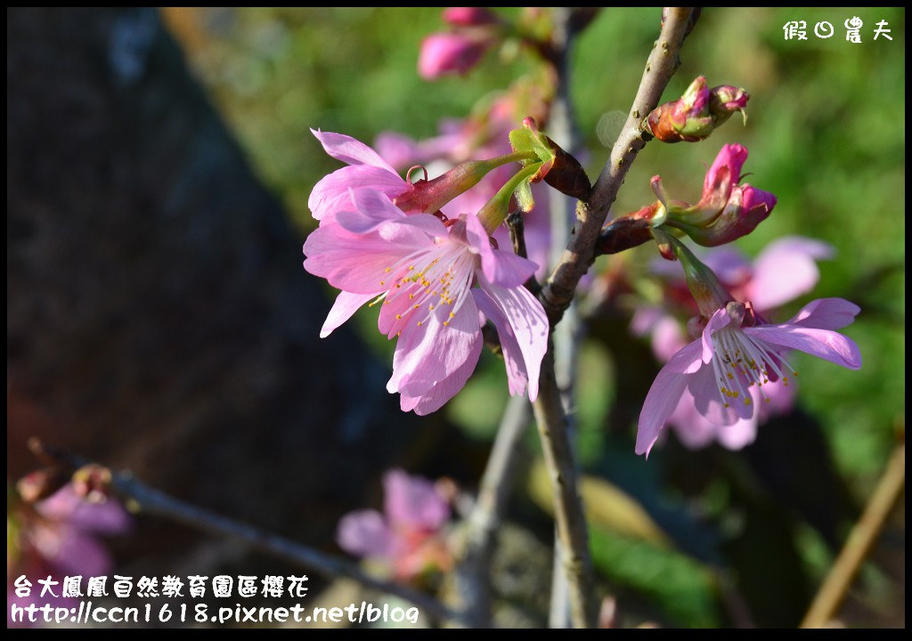 【農夫愛賞花】春節哪裡去‧台大鳳凰自然教育園區賞櫻花隧道 @假日農夫愛趴趴照