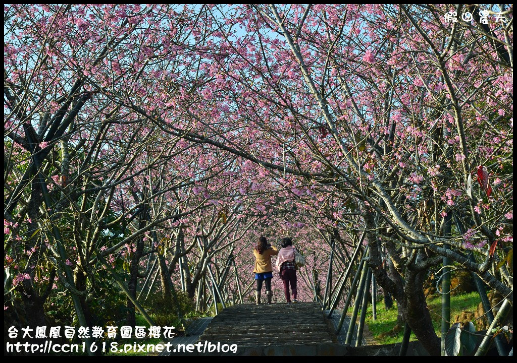 【農夫愛賞花】春節哪裡去‧台大鳳凰自然教育園區賞櫻花隧道 @假日農夫愛趴趴照