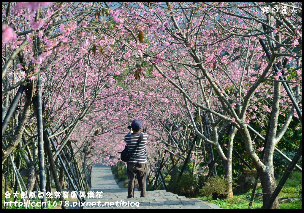 【農夫愛賞花】春節哪裡去‧台大鳳凰自然教育園區賞櫻花隧道 @假日農夫愛趴趴照