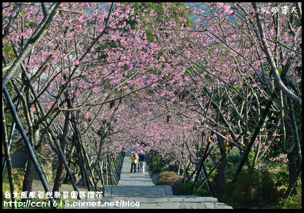 【農夫愛賞花】春節哪裡去‧台大鳳凰自然教育園區賞櫻花隧道 @假日農夫愛趴趴照