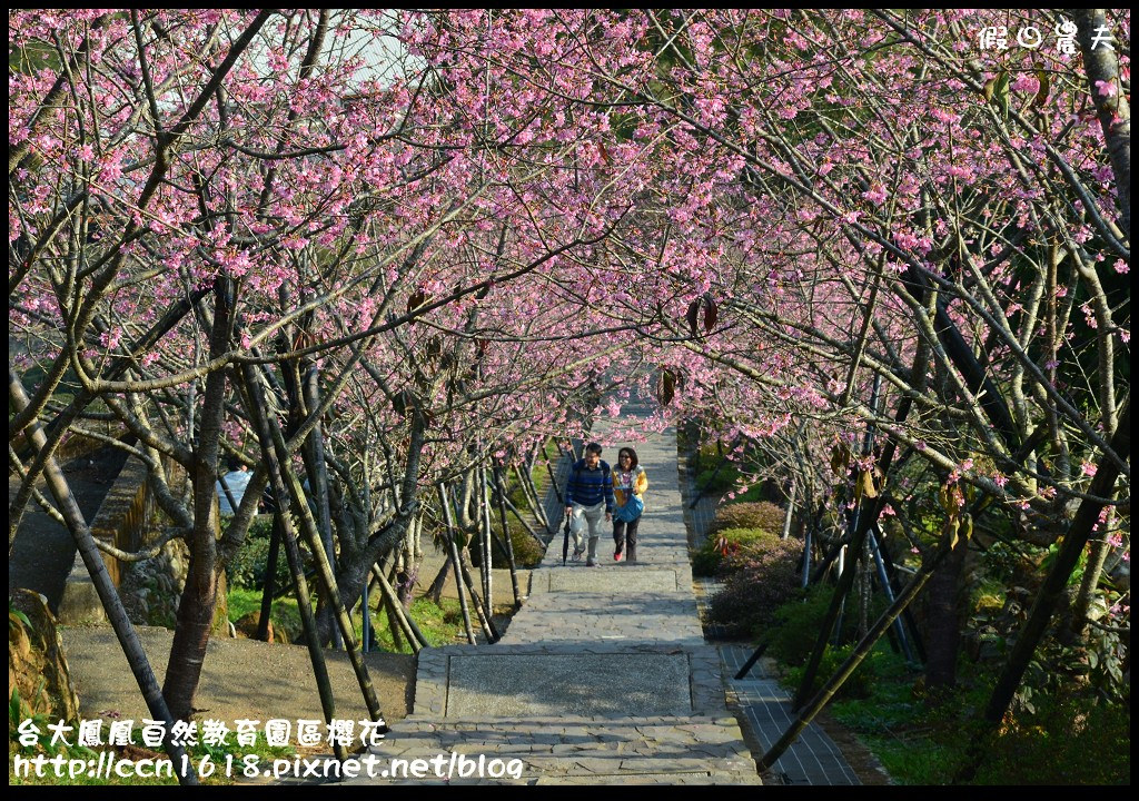 【農夫愛賞花】春節哪裡去‧台大鳳凰自然教育園區賞櫻花隧道 @假日農夫愛趴趴照