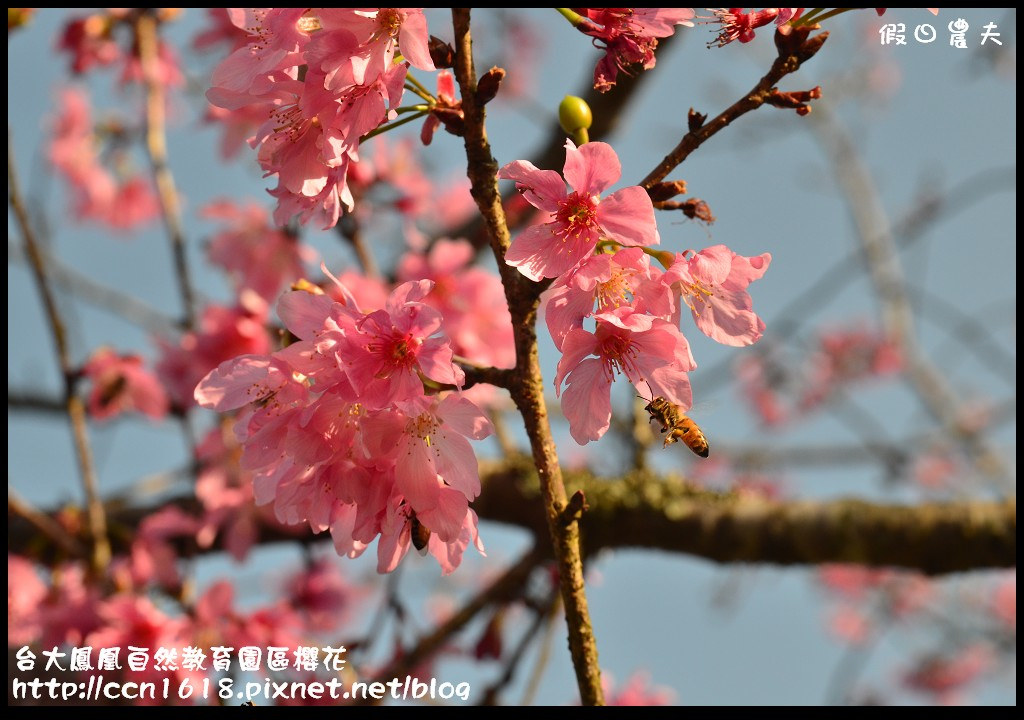 【農夫愛賞花】春節哪裡去‧台大鳳凰自然教育園區賞櫻花隧道 @假日農夫愛趴趴照