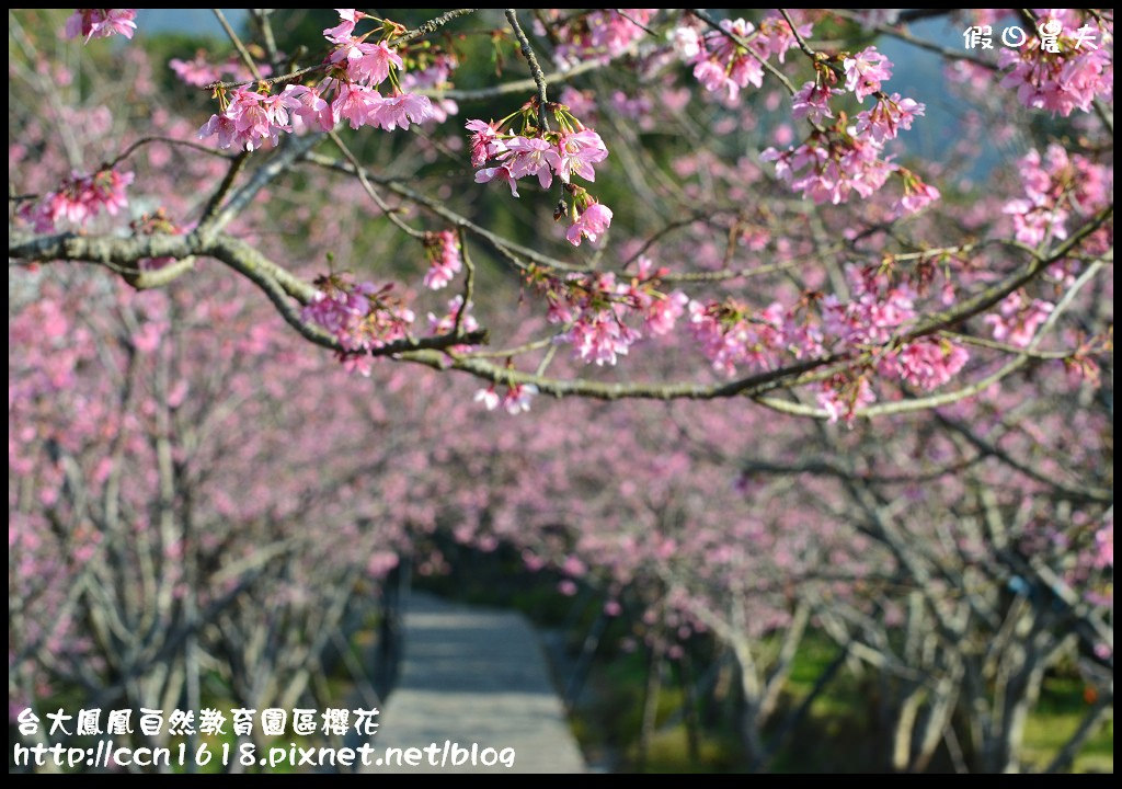 【農夫愛賞花】春節哪裡去‧台大鳳凰自然教育園區賞櫻花隧道 @假日農夫愛趴趴照