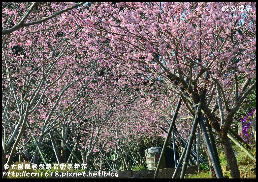 【農夫愛賞花】春節哪裡去‧台大鳳凰自然教育園區賞櫻花隧道 @假日農夫愛趴趴照