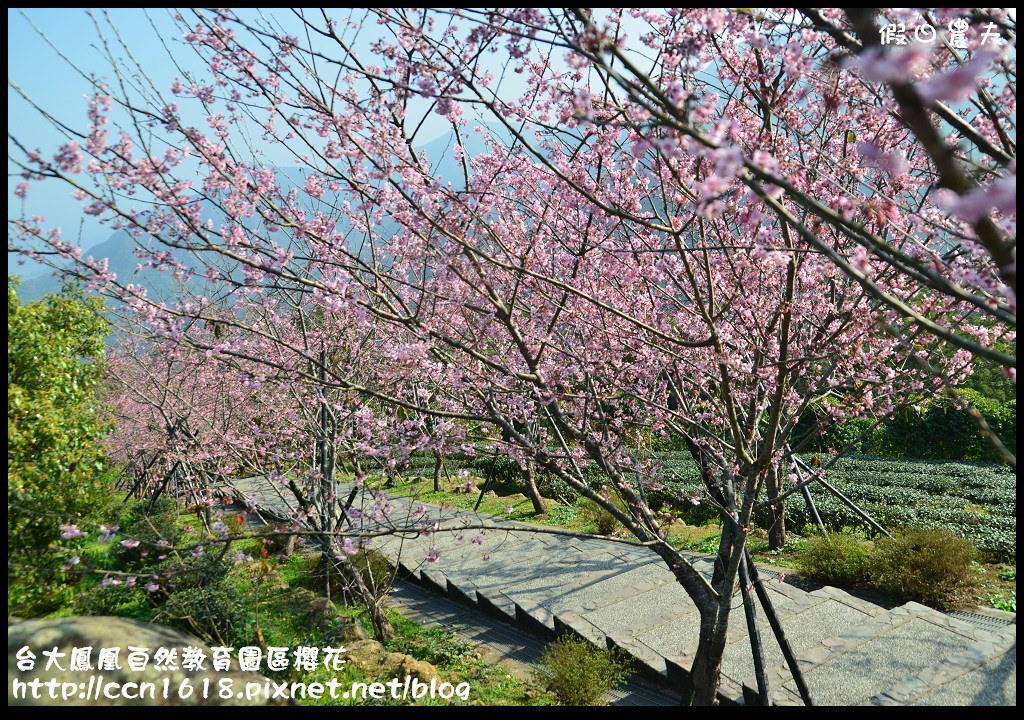 【農夫愛賞花】春節哪裡去‧台大鳳凰自然教育園區賞櫻花隧道 @假日農夫愛趴趴照