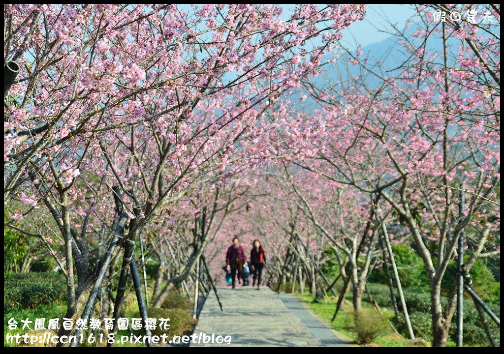 【農夫愛賞花】春節哪裡去‧台大鳳凰自然教育園區賞櫻花隧道 @假日農夫愛趴趴照