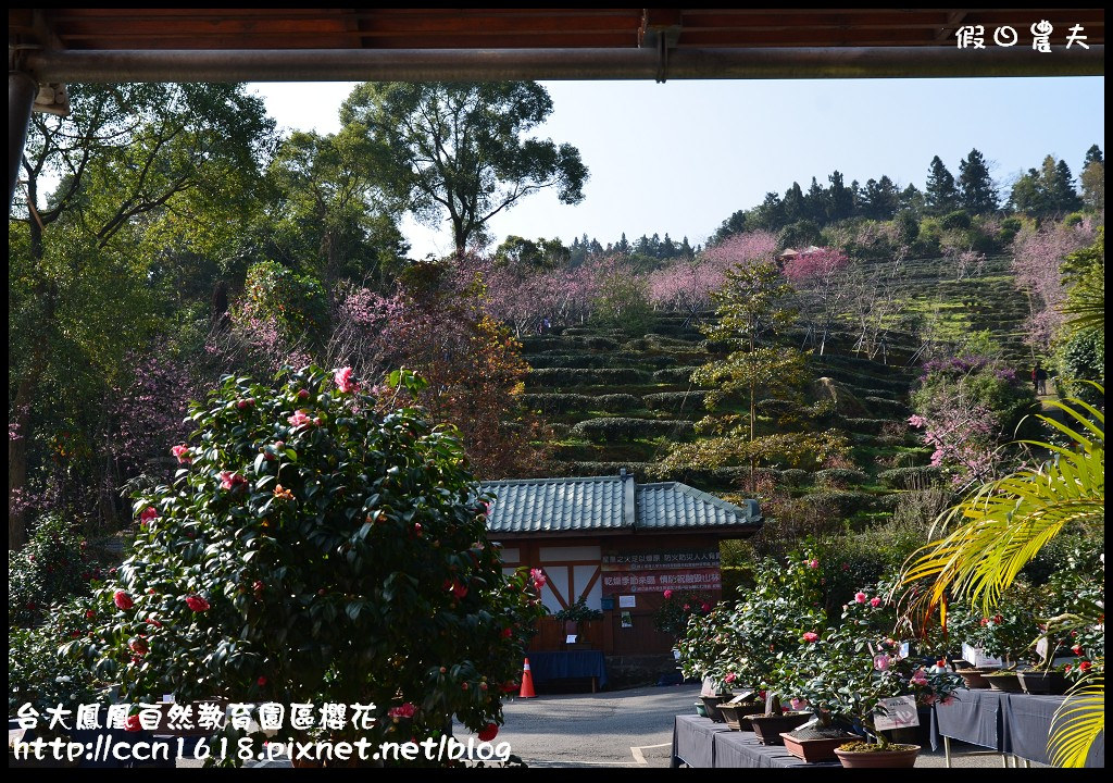 【農夫愛賞花】春節哪裡去‧台大鳳凰自然教育園區賞櫻花隧道 @假日農夫愛趴趴照