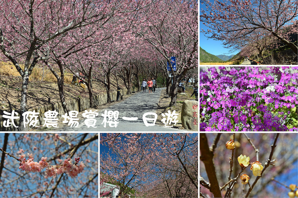 【農夫愛賞花】武陵農場賞櫻一日遊攻略/梨山燕華樓大旅社/國光客運首都客運豐原客運/交通管制/賞櫻專車 @假日農夫愛趴趴照