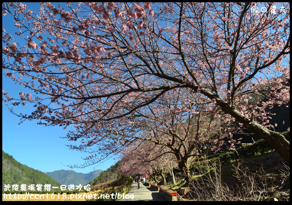 【農夫愛賞花】武陵農場賞櫻一日遊攻略/梨山燕華樓大旅社/國光客運首都客運豐原客運/交通管制/賞櫻專車 @假日農夫愛趴趴照