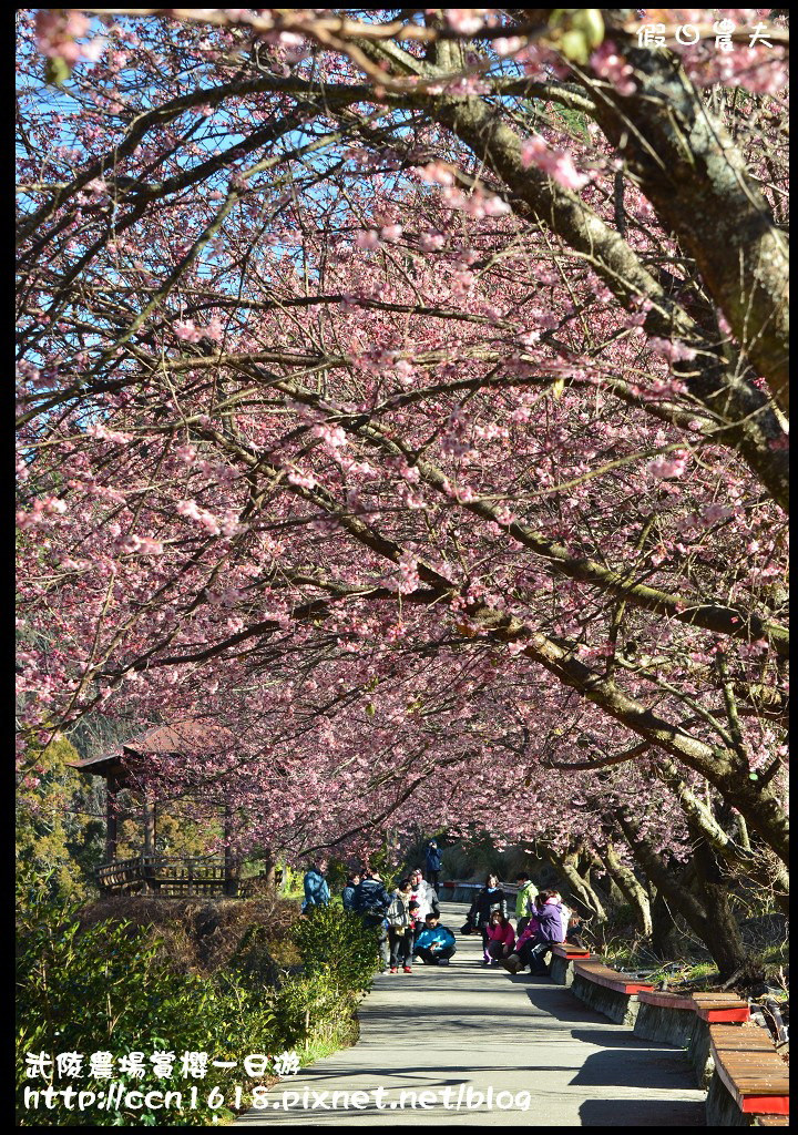 【農夫愛賞花】武陵農場賞櫻一日遊攻略/梨山燕華樓大旅社/國光客運首都客運豐原客運/交通管制/賞櫻專車 @假日農夫愛趴趴照