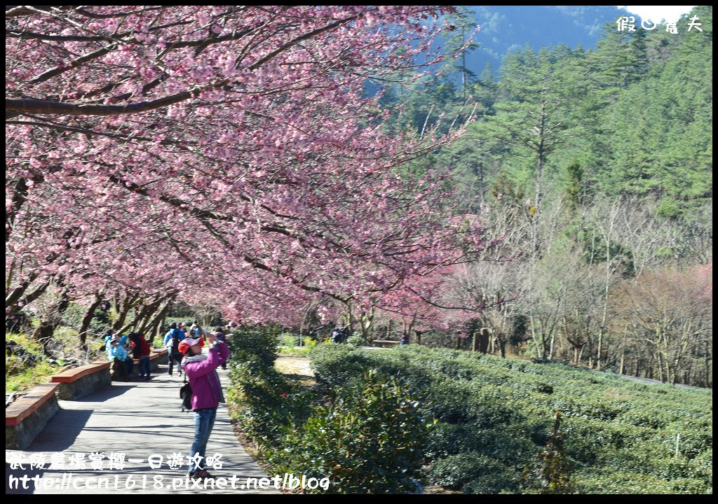 【農夫愛賞花】武陵農場賞櫻一日遊攻略/梨山燕華樓大旅社/國光客運首都客運豐原客運/交通管制/賞櫻專車 @假日農夫愛趴趴照