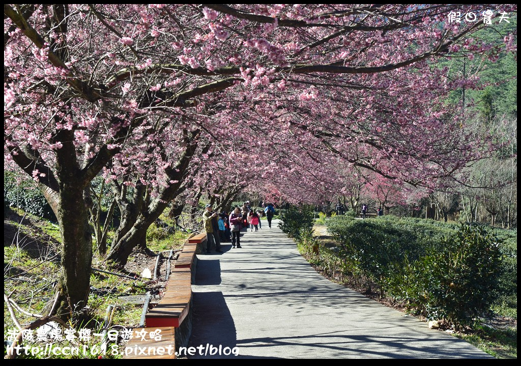 【農夫愛賞花】武陵農場賞櫻一日遊攻略/梨山燕華樓大旅社/國光客運首都客運豐原客運/交通管制/賞櫻專車 @假日農夫愛趴趴照