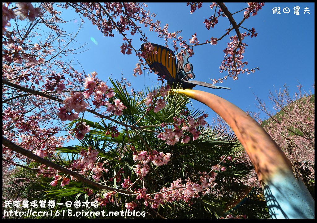 【農夫愛賞花】武陵農場賞櫻一日遊攻略/梨山燕華樓大旅社/國光客運首都客運豐原客運/交通管制/賞櫻專車 @假日農夫愛趴趴照