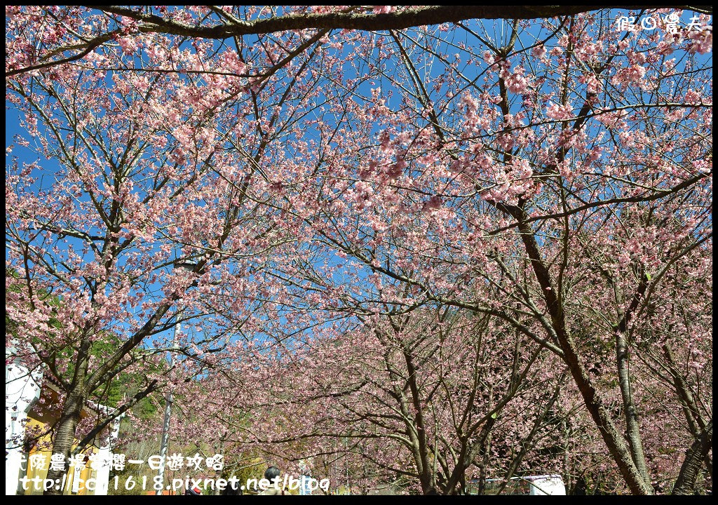 【農夫愛賞花】武陵農場賞櫻一日遊攻略/梨山燕華樓大旅社/國光客運首都客運豐原客運/交通管制/賞櫻專車 @假日農夫愛趴趴照