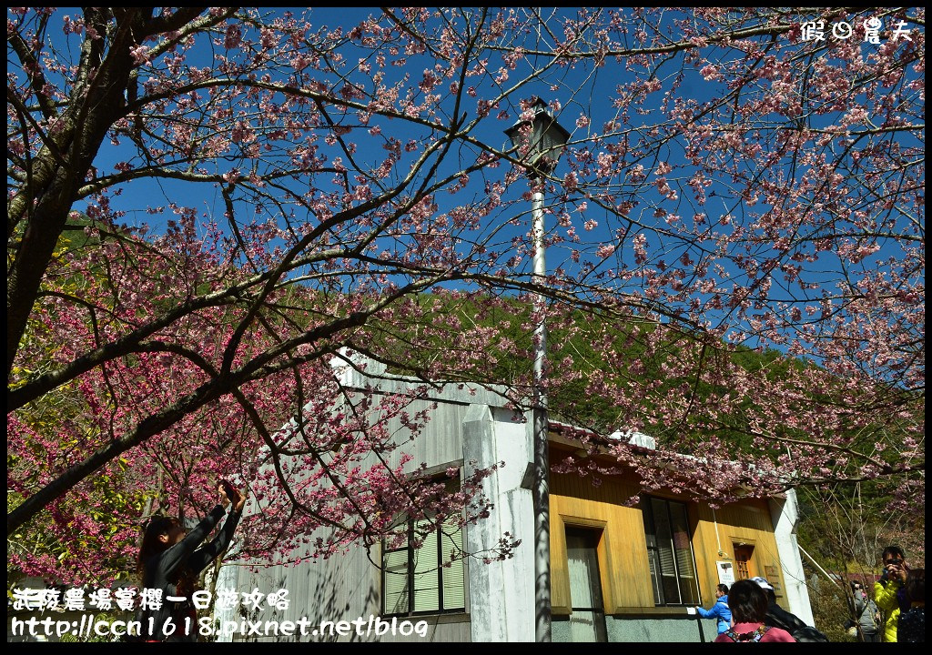 【農夫愛賞花】武陵農場賞櫻一日遊攻略/梨山燕華樓大旅社/國光客運首都客運豐原客運/交通管制/賞櫻專車 @假日農夫愛趴趴照