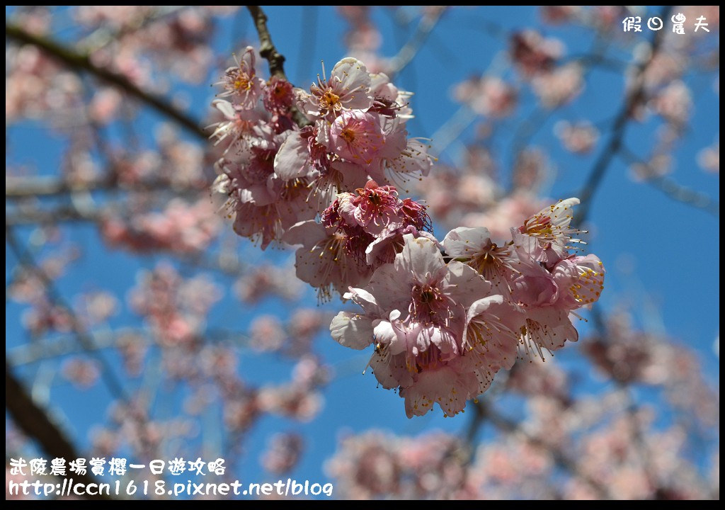 【農夫愛賞花】武陵農場賞櫻一日遊攻略/梨山燕華樓大旅社/國光客運首都客運豐原客運/交通管制/賞櫻專車 @假日農夫愛趴趴照