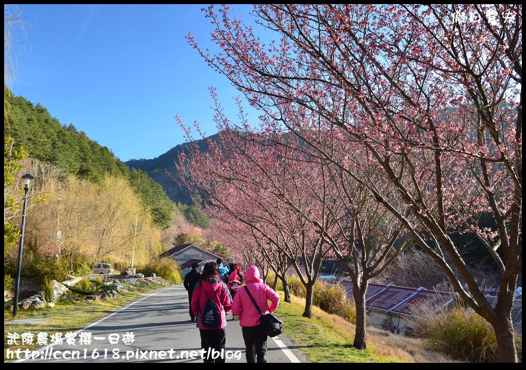 【農夫愛賞花】武陵農場賞櫻一日遊‧台灣最美櫻花就在武陵 @假日農夫愛趴趴照