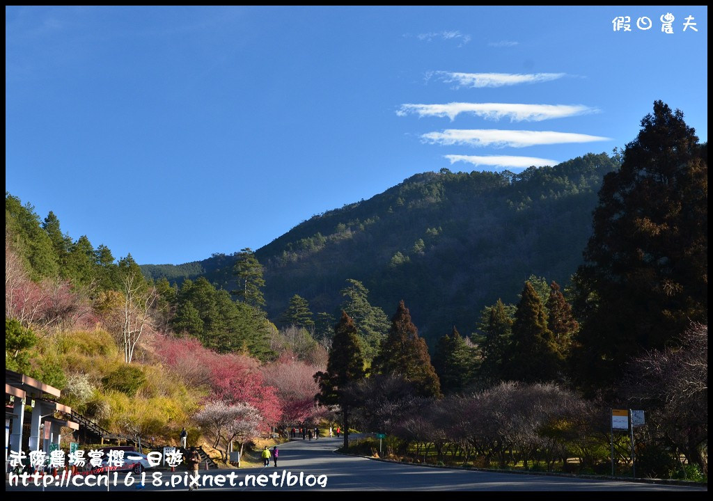 【農夫愛賞花】武陵農場賞櫻一日遊‧台灣最美櫻花就在武陵 @假日農夫愛趴趴照