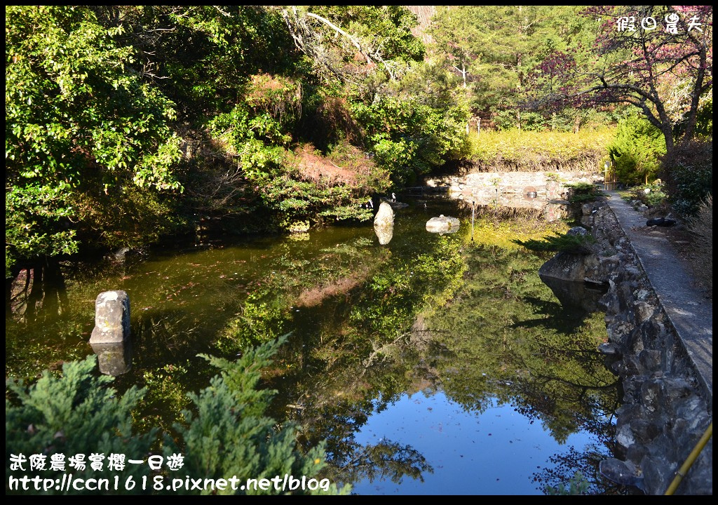 【農夫愛賞花】武陵農場賞櫻一日遊‧台灣最美櫻花就在武陵 @假日農夫愛趴趴照