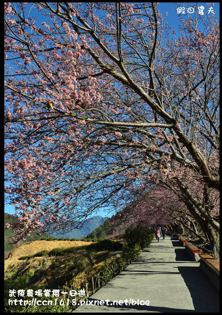 【農夫愛賞花】武陵農場賞櫻一日遊‧台灣最美櫻花就在武陵 @假日農夫愛趴趴照