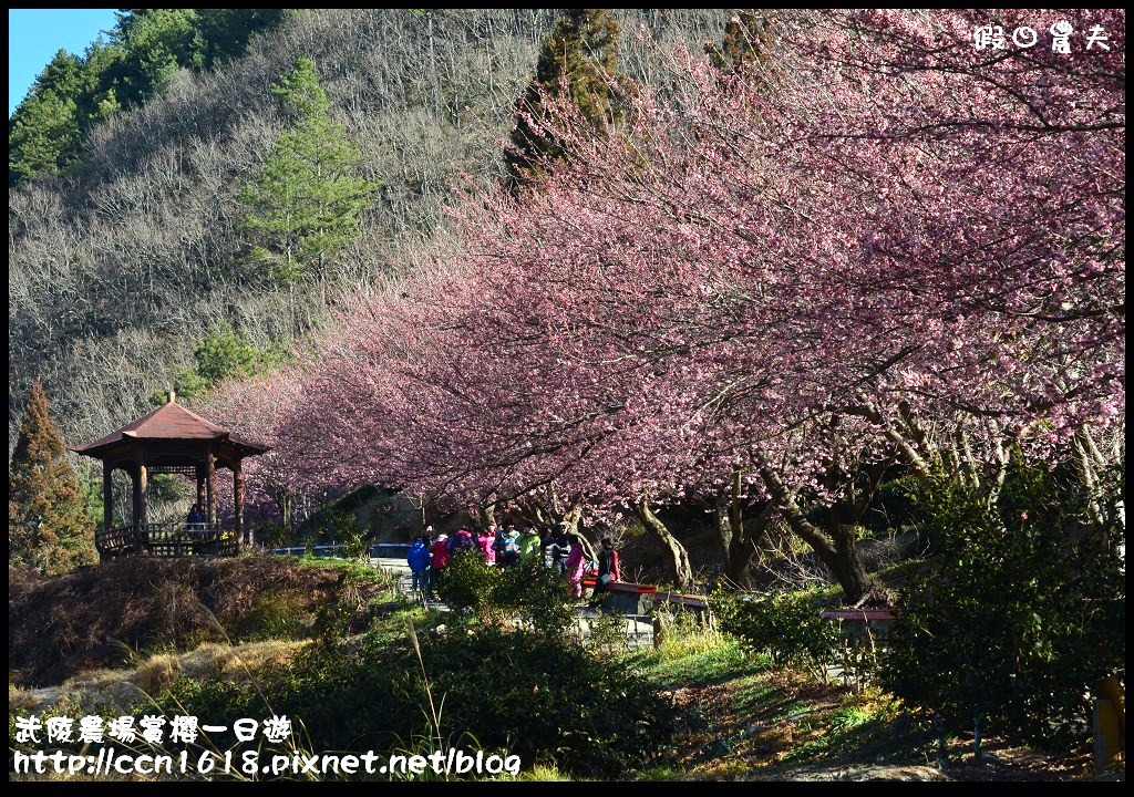 【農夫愛賞花】武陵農場賞櫻一日遊‧台灣最美櫻花就在武陵 @假日農夫愛趴趴照