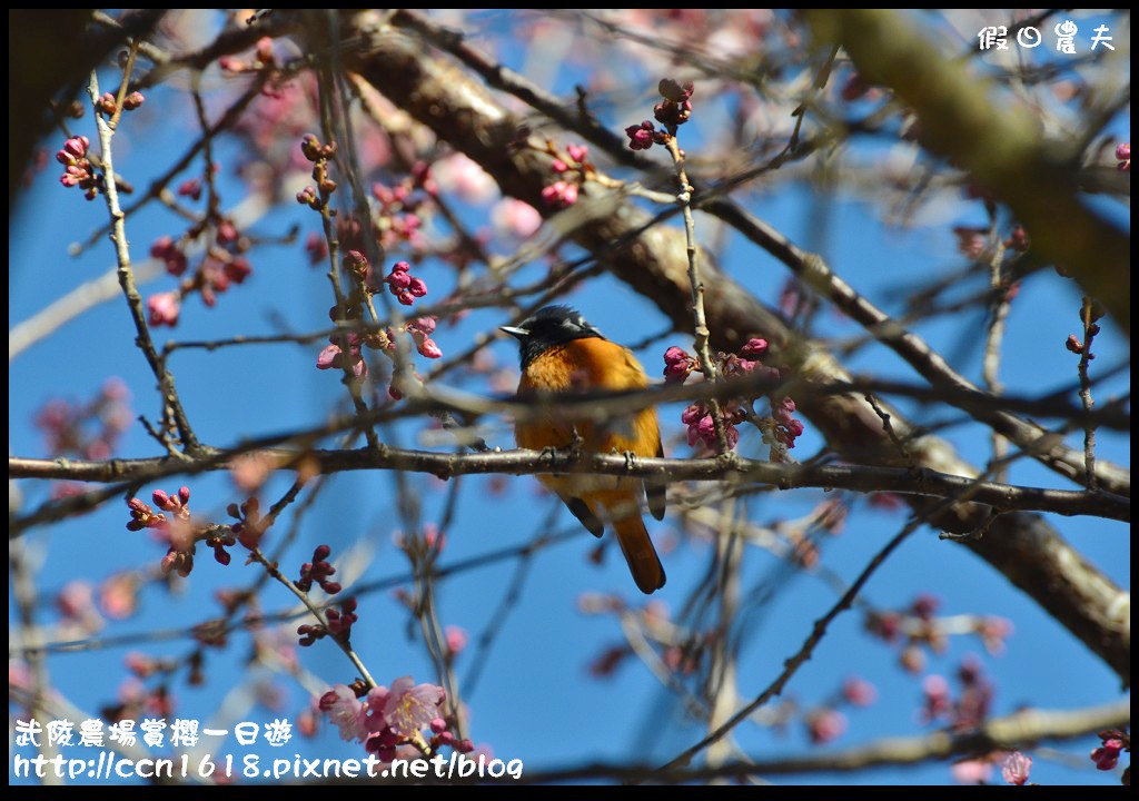 【農夫愛賞花】武陵農場賞櫻一日遊‧台灣最美櫻花就在武陵 @假日農夫愛趴趴照