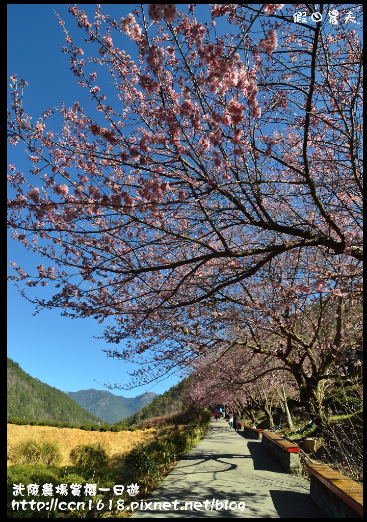 【農夫愛賞花】武陵農場賞櫻一日遊‧台灣最美櫻花就在武陵 @假日農夫愛趴趴照