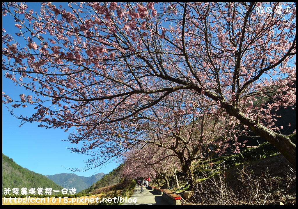 【農夫愛賞花】武陵農場賞櫻一日遊‧台灣最美櫻花就在武陵 @假日農夫愛趴趴照