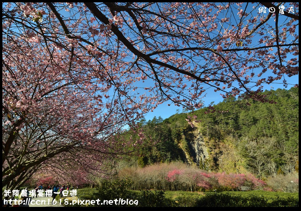 【農夫愛賞花】武陵農場賞櫻一日遊‧台灣最美櫻花就在武陵 @假日農夫愛趴趴照