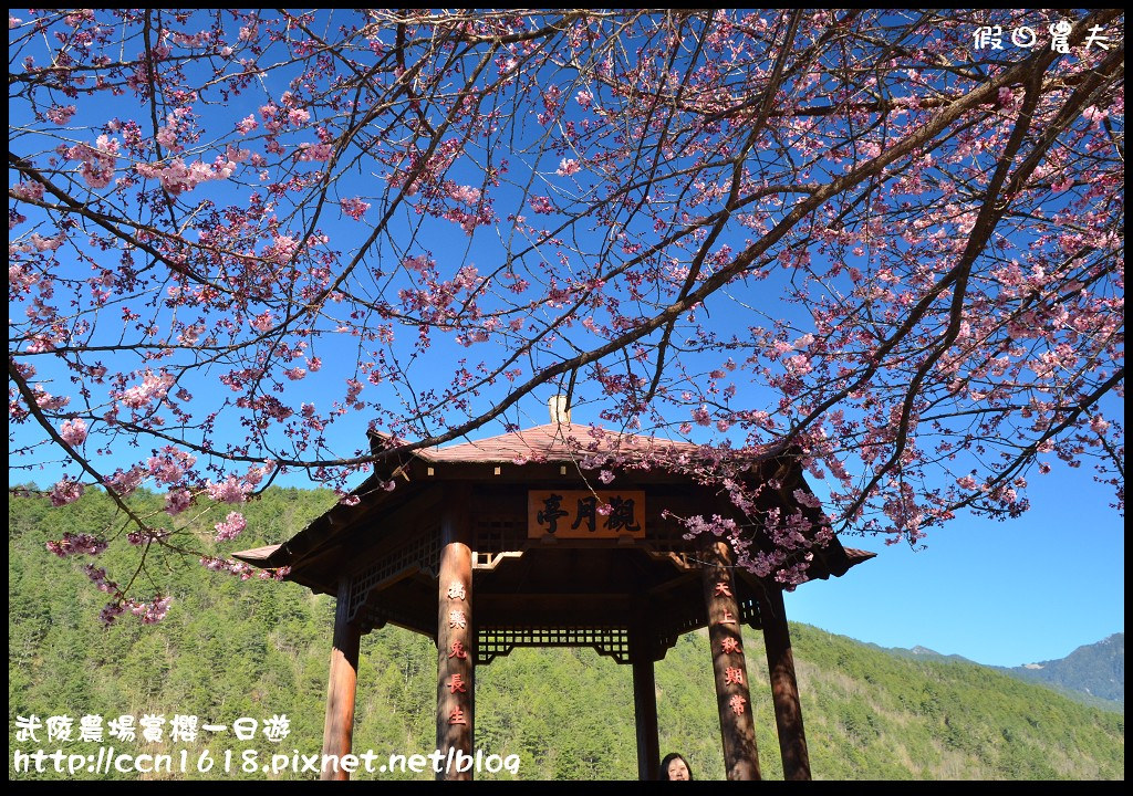 【農夫愛賞花】武陵農場賞櫻一日遊‧台灣最美櫻花就在武陵 @假日農夫愛趴趴照