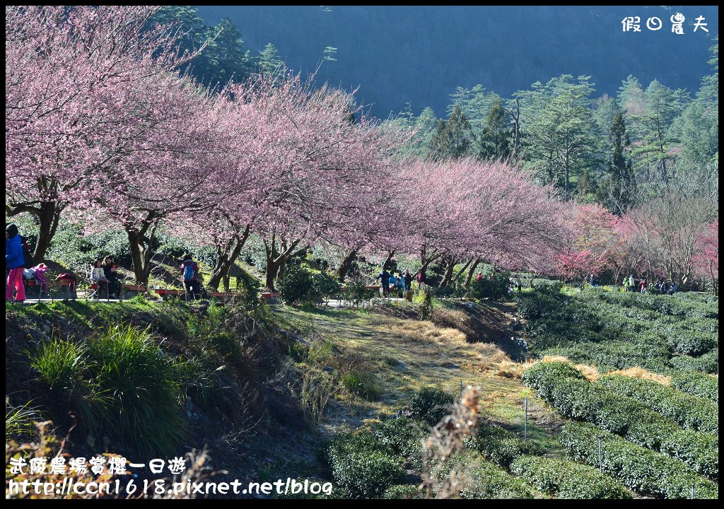 【農夫愛賞花】武陵農場賞櫻一日遊‧台灣最美櫻花就在武陵 @假日農夫愛趴趴照