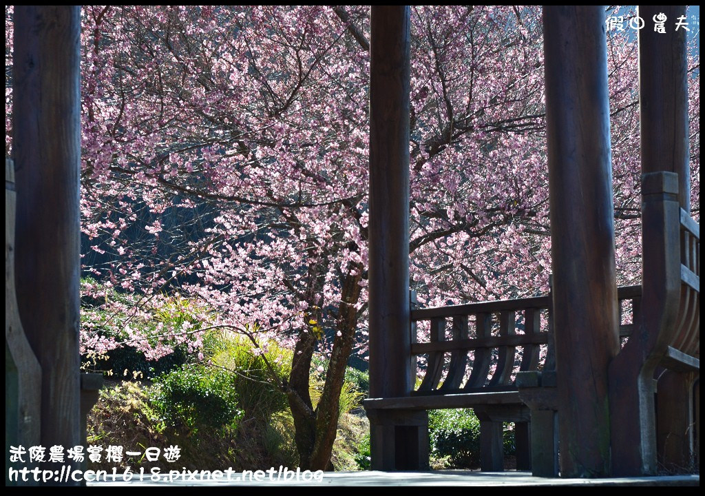 【農夫愛賞花】武陵農場賞櫻一日遊‧台灣最美櫻花就在武陵 @假日農夫愛趴趴照