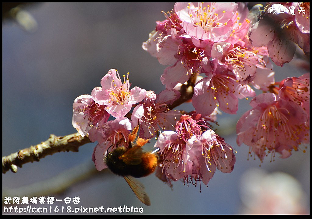 【農夫愛賞花】武陵農場賞櫻一日遊‧台灣最美櫻花就在武陵 @假日農夫愛趴趴照