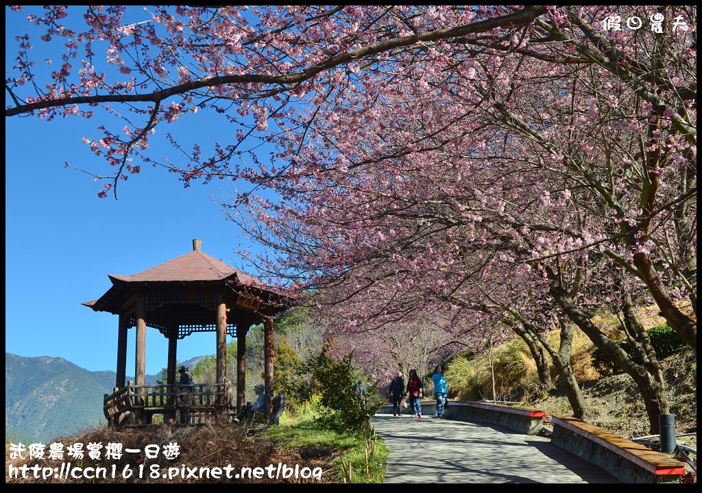 【農夫愛賞花】武陵農場賞櫻一日遊‧台灣最美櫻花就在武陵 @假日農夫愛趴趴照