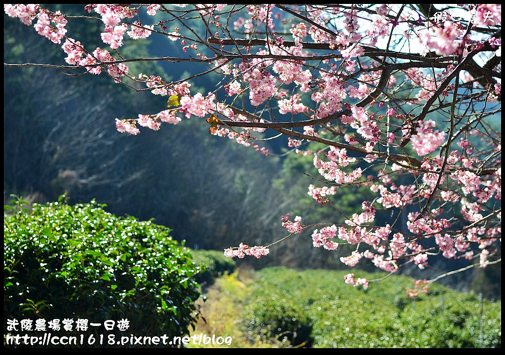 【農夫愛賞花】武陵農場賞櫻一日遊‧台灣最美櫻花就在武陵 @假日農夫愛趴趴照