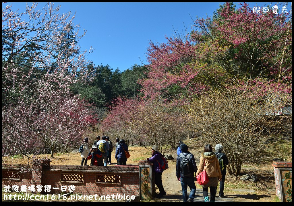 【農夫愛賞花】武陵農場賞櫻一日遊‧台灣最美櫻花就在武陵 @假日農夫愛趴趴照