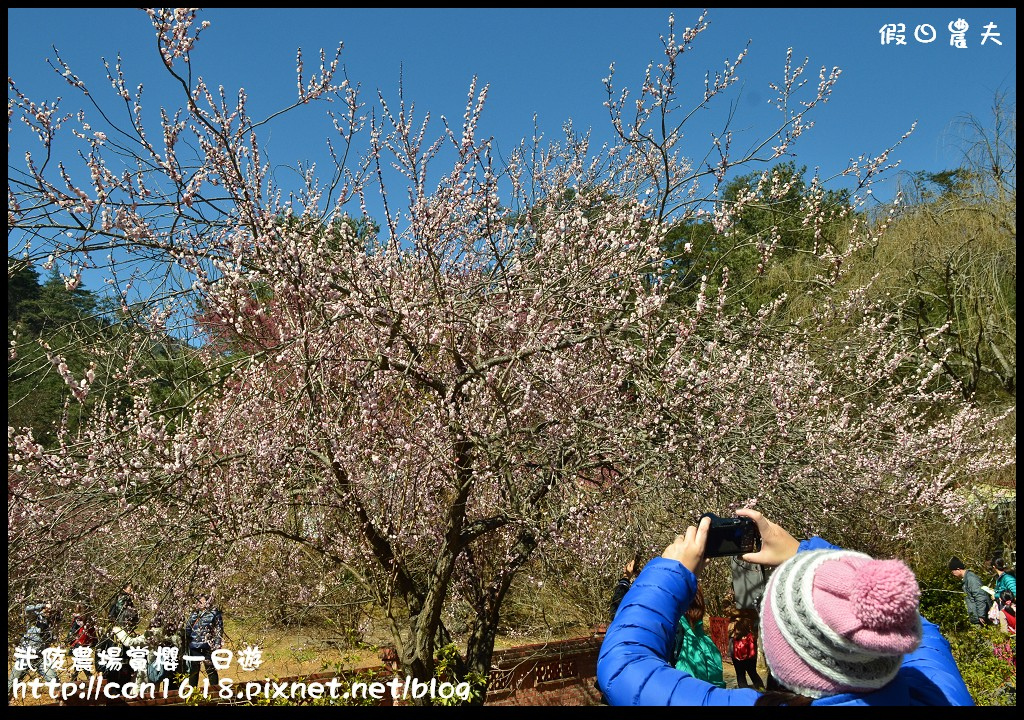 【農夫愛賞花】武陵農場賞櫻一日遊‧台灣最美櫻花就在武陵 @假日農夫愛趴趴照