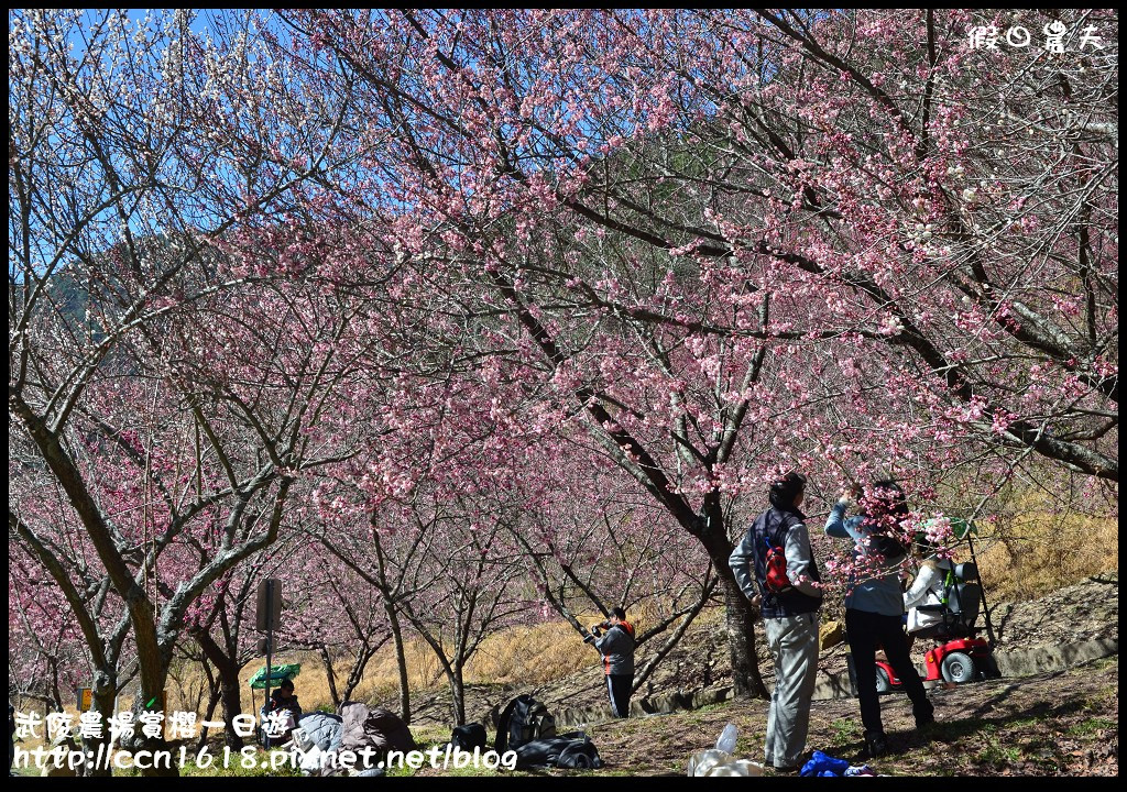 【農夫愛賞花】武陵農場賞櫻一日遊‧台灣最美櫻花就在武陵 @假日農夫愛趴趴照